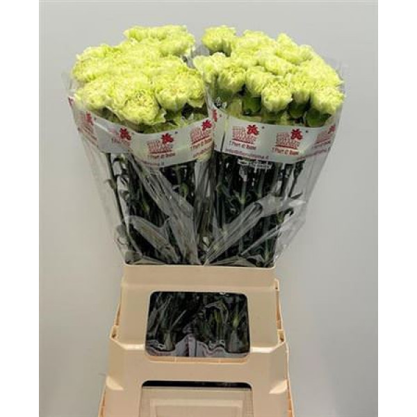 Dianthus St Lege Verde Hi 70cm A1