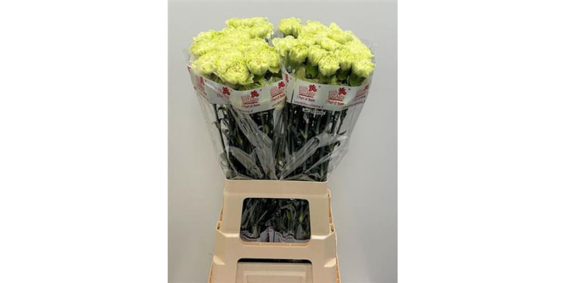 Dianthus St Lege Verde Hi 70cm A1