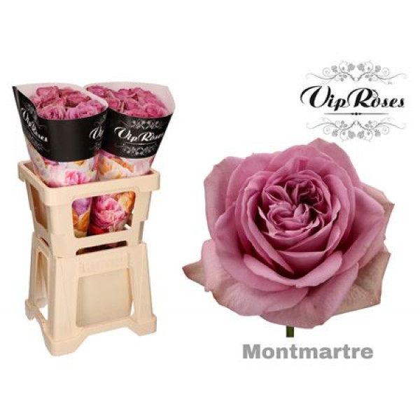 Rose Gr Vip Mont MartrePlus 60cm A1