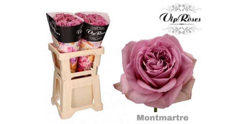 Rose Gr Vip Mont MartrePlus 60cm A1