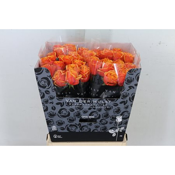 Rose Gr Heliana Orange-Plus 70cm A1