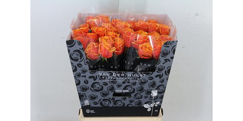 Rose Gr Heliana Orange-Plus 70cm A1