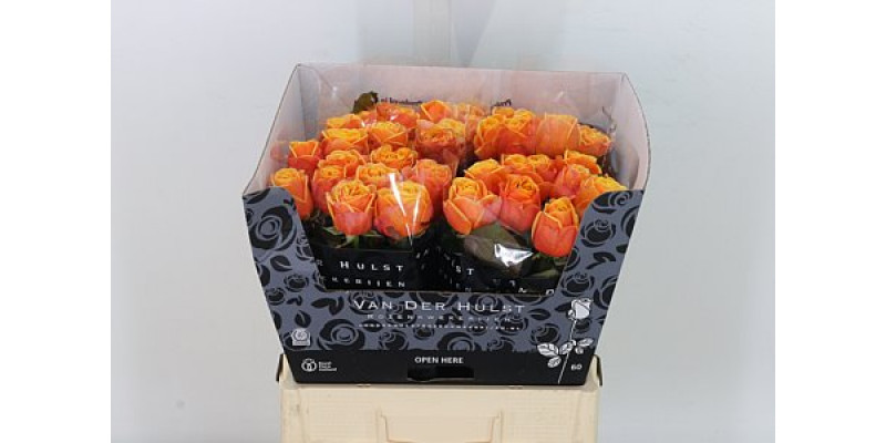 Rose Gr Heliana Orange+ 60cm A1