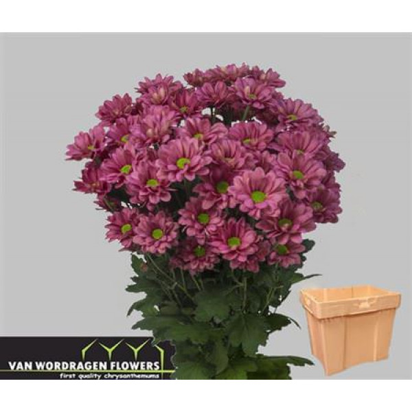 Chrysanthemums T Memphis Cherry 70cm A1 Col-Cerise