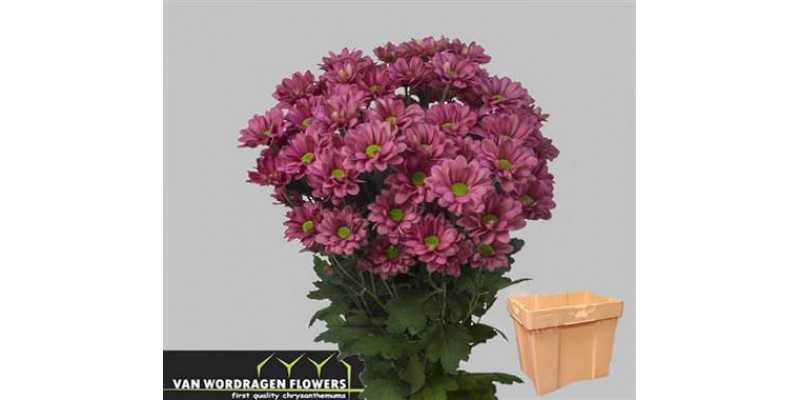 Chrysanthemums T Memphis Cherry 70cm A1 Col-Cerise