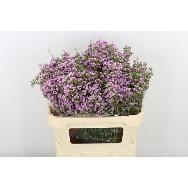 Chame Pirouette 70 cm A1