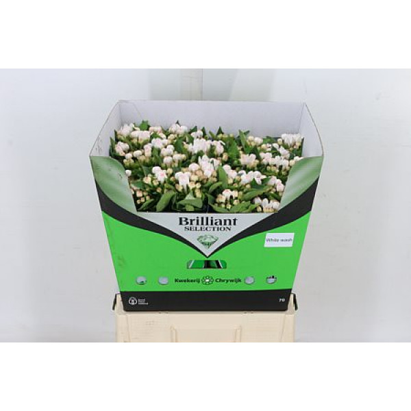 Bouvardia En White Wash 65cm A1