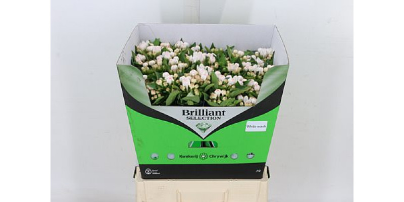 Bouvardia En White Wash 65cm A1