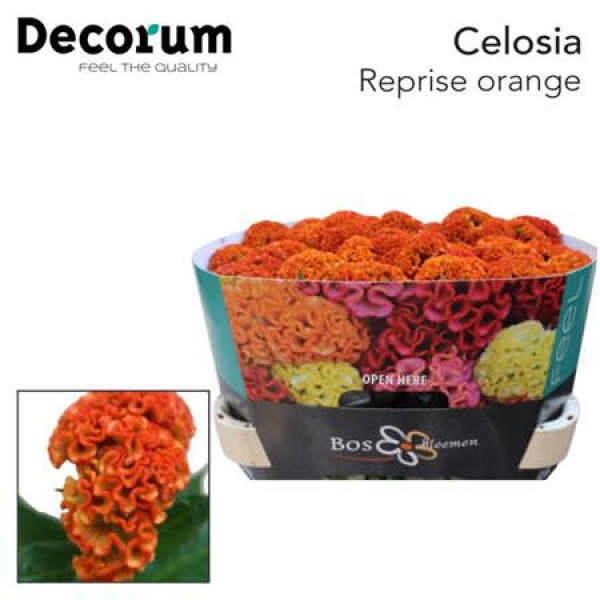 Celosia C Reprise Orange 75cm A1