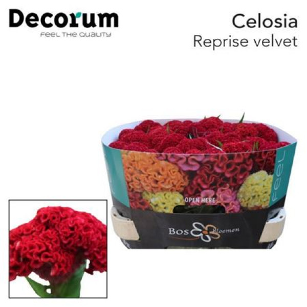 Celosia C Reprise Velvet 75cm  Col-Burgundy