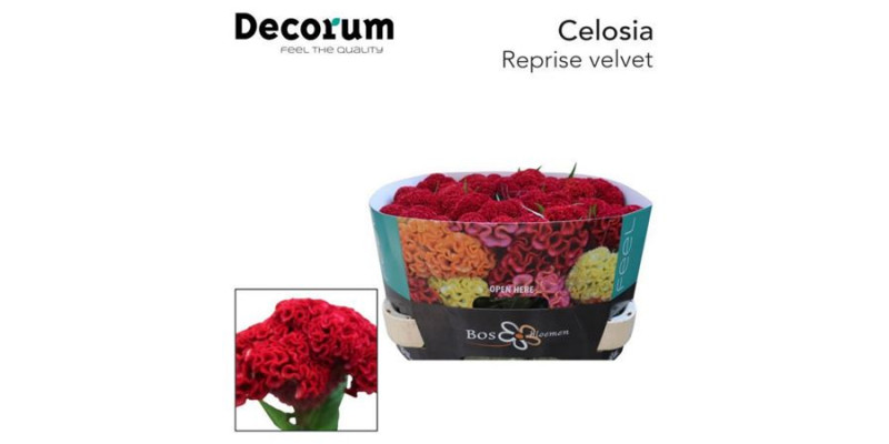 Celosia C Reprise Velvet 75cm  Col-Burgundy