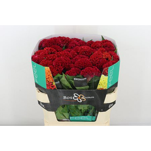 Celosia C Reprise Velvet 75cm A1