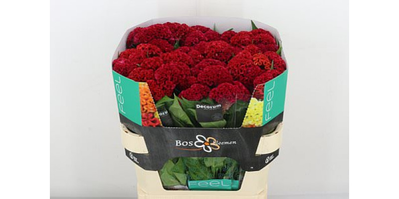 Celosia C Reprise Velvet 75cm A1