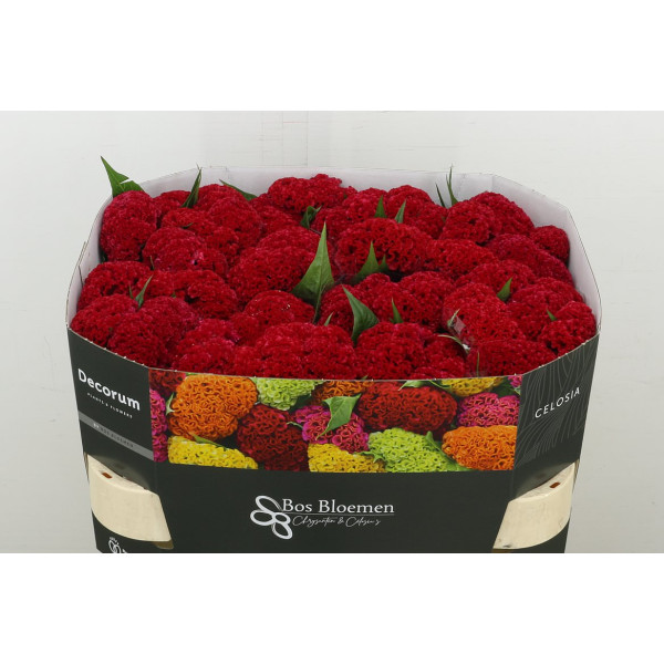 Celosia C Reprise Velvet 72 cm A1