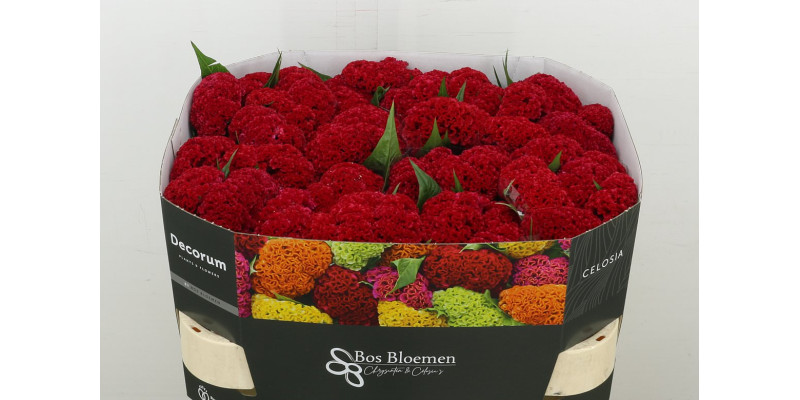 Celosia C Reprise Velvet 72 cm A1