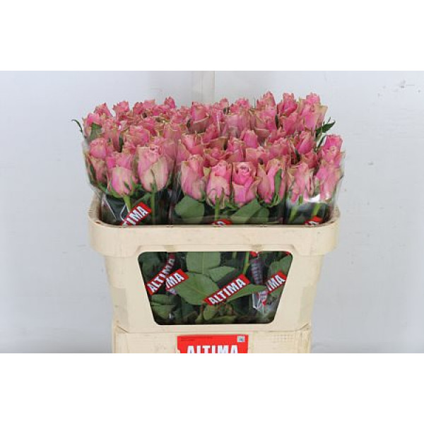 Rose Gr Athena Royale 70cm A1