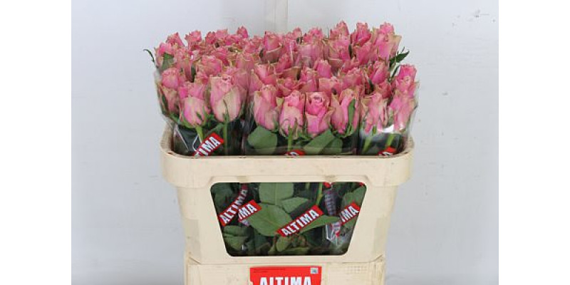 Rose Gr Athena Royale 70cm A1