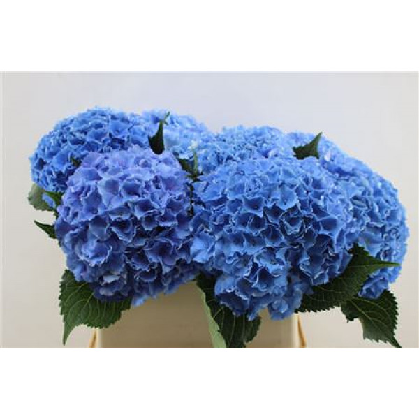 Hydrangea M Roy Parade Blue 80cm 80cm A1