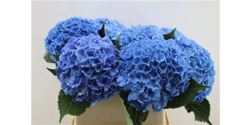 Hydrangea M Roy Parade Blue 80cm 80cm A1