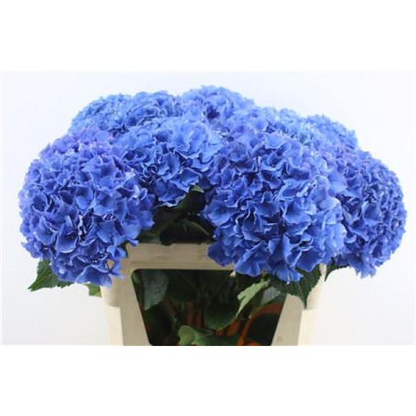 Hydrangea M Royal Parade 80-23-v 80cm A1