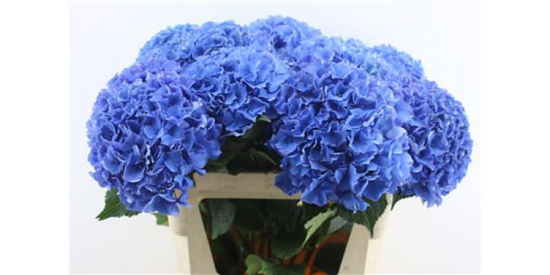 Hydrangea M Royal Parade 80-23-v 80cm A1