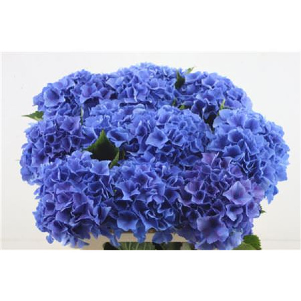 Hydrangea M Royal Parade 60-17 60 cm A1