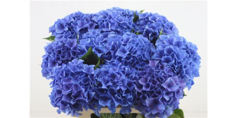 Hydrangea M Royal Parade 60-17 60 cm A1