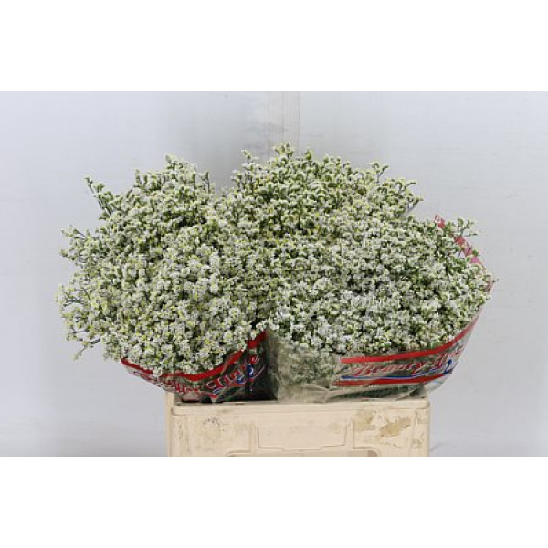 Limonium Sin Sen White 60cm A1