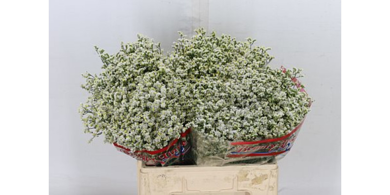 Limonium Sin Sen White 60cm A1