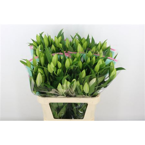 Lillys Or Colet 4Plus 85cm 0