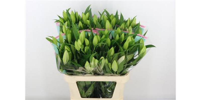 Lillys Or Colet 4Plus 85cm 0