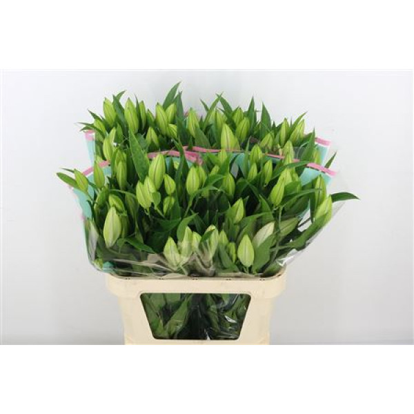 Lillys Or Colet 4+ 85 cm 