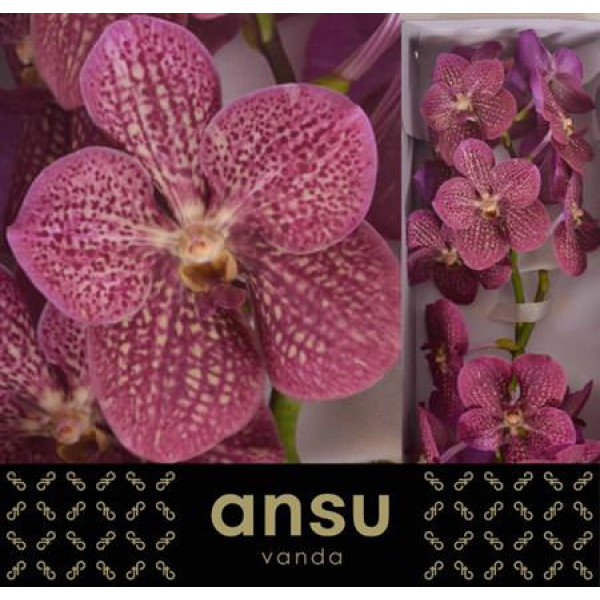 Orchid Vanda Nitaya Tropical Punch A1 Col-Pink Purple