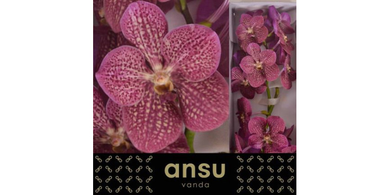 Orchid Vanda Nitaya Tropical Punch A1 Col-Pink Purple