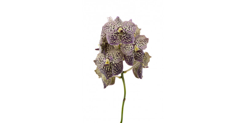 Orchid Vanda Sunanda Ocelot Sangria 8cm A1 Col-Brown