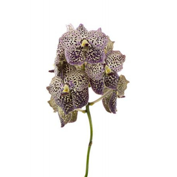 Orchid Vanda Sunanda Ocelot Sangria 8cm A1