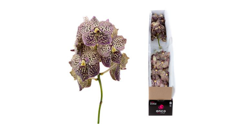 Orchid Vanda Ocelot Sangria X4 25 cm A1