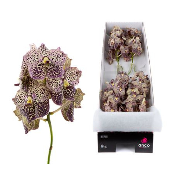 Orchid Vanda Ocelot Sangria x8 25 cm A1