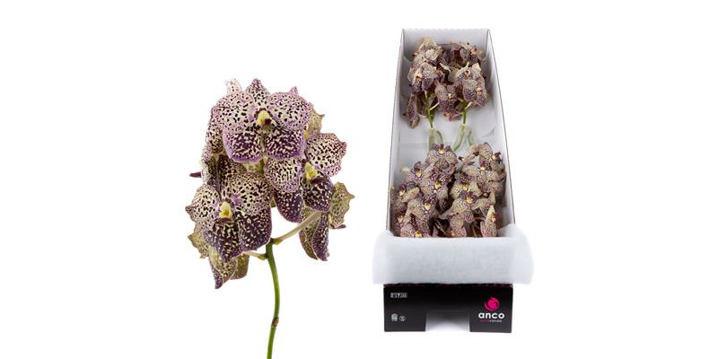 Orchid Vanda Ocelot Sangria x8 25 cm A1