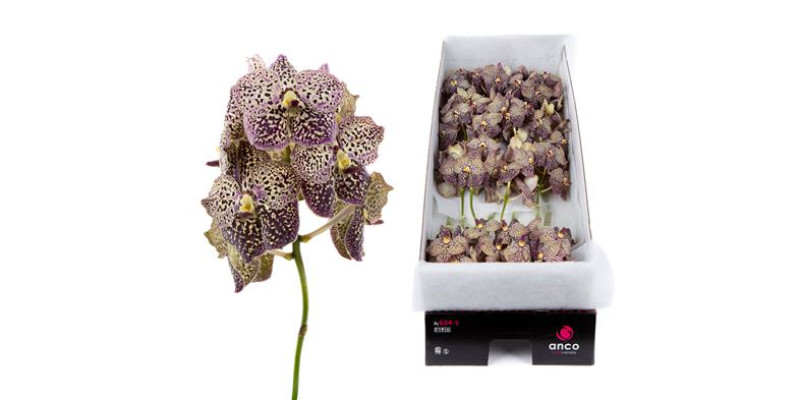 Orchid Vanda Ocelot Sangria x16 25 cm A1