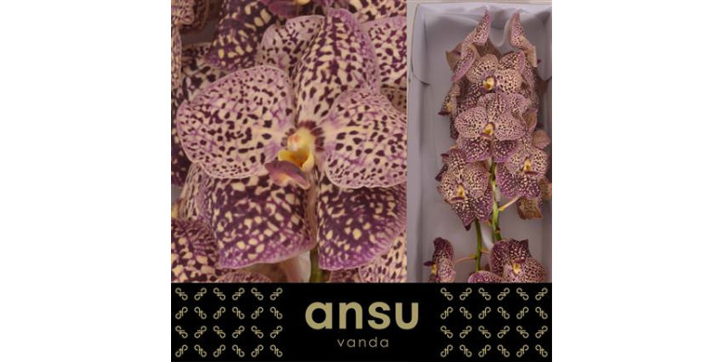 Orchid Vanda Sunanda Ocelot Sangria 25 cm A1