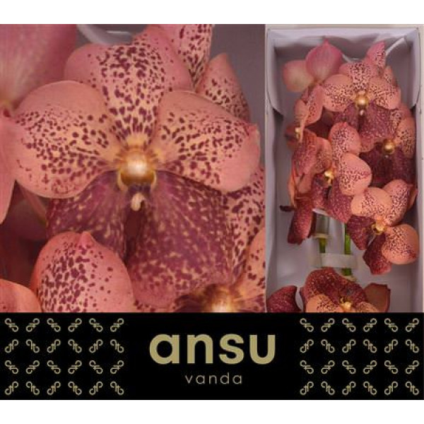 Orchid Vanda Sunanda Leopard Coral 25 cm A1