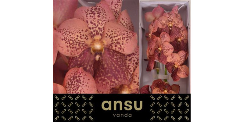 Orchid Vanda Sunanda Leopard Coral 25 cm A1