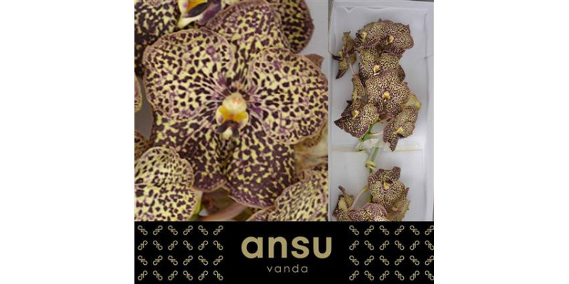 Orchid Vanda Ocelot Mocha 25 cm A1