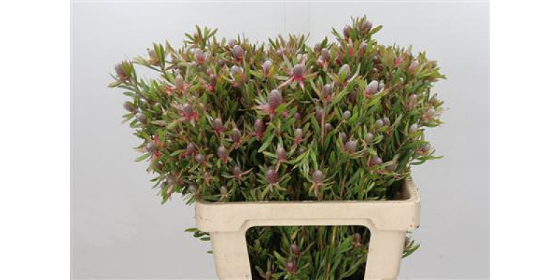 Leucadendron Ayoba Star Pearl 60cm A1