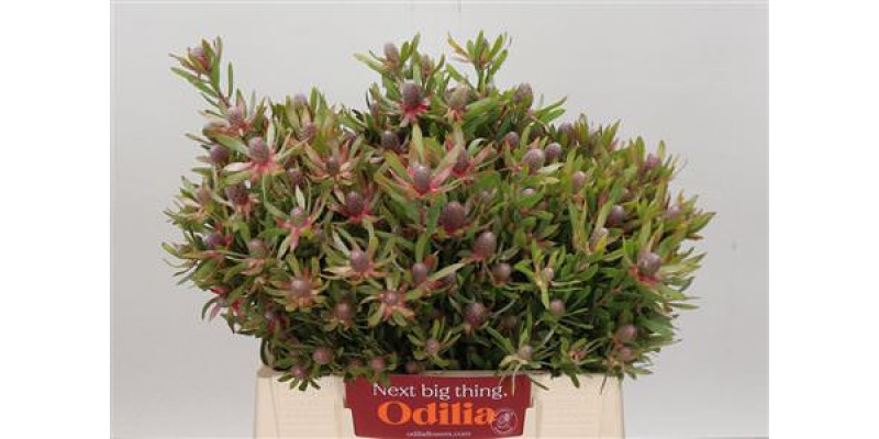 Leucadendron Ayoba Star Pearl 40cm A1