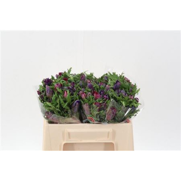 Anemones Co Galil Bordea 32cm A1