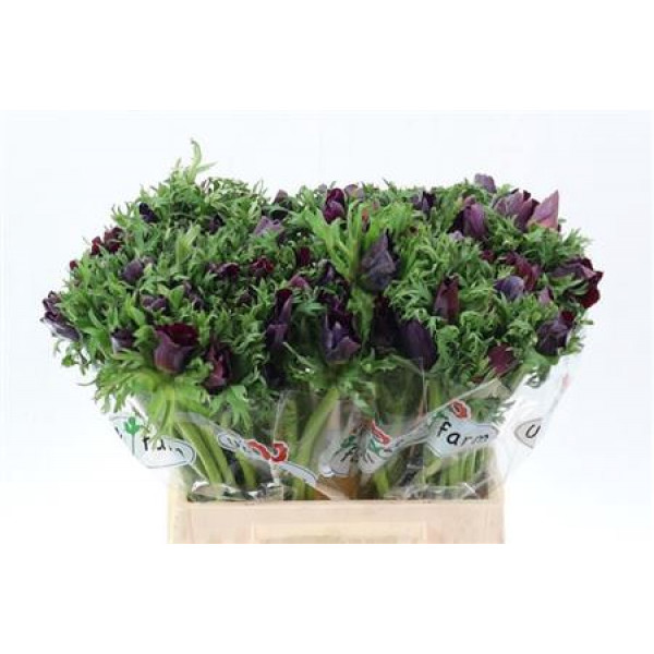 Anemones Co Galil Bordea 40cm A1