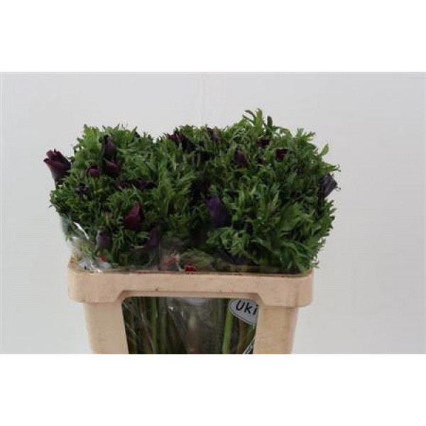 Anemones Co Galil Bordea 45cm A1