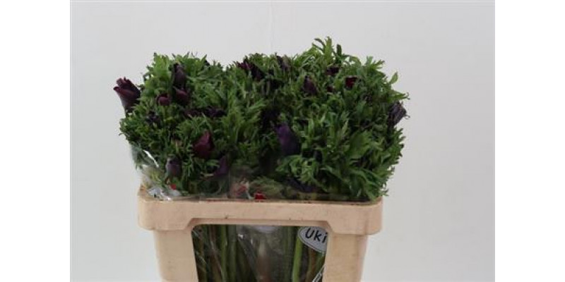 Anemones Co Galil Bordea 45cm A1